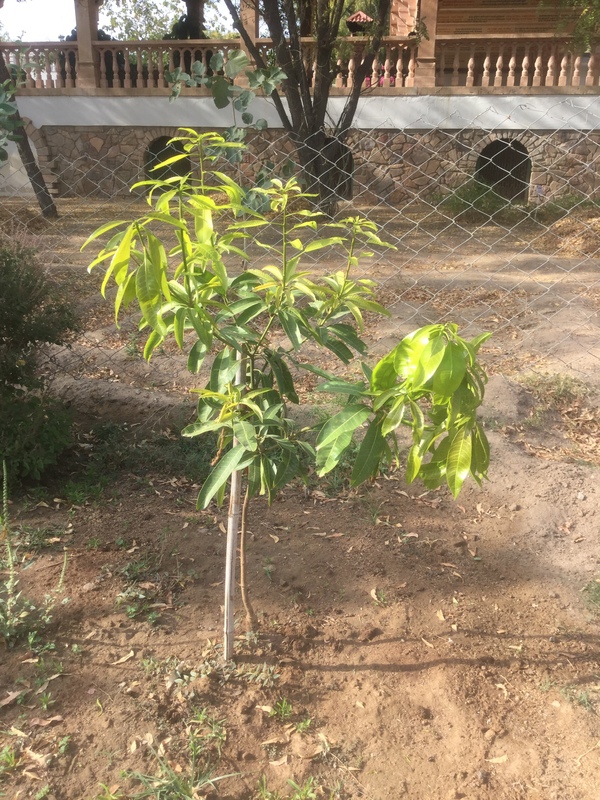 young mango tree 600